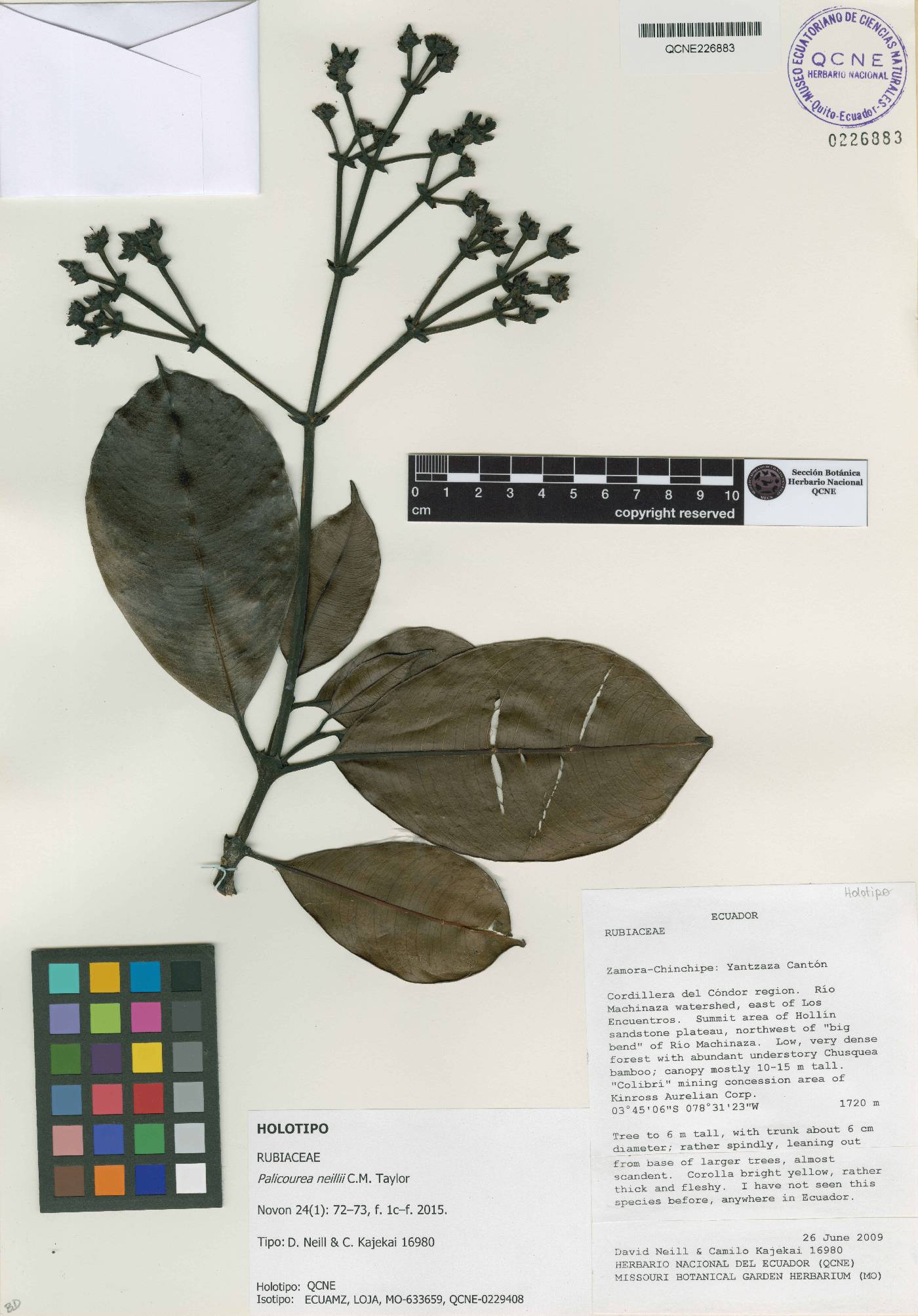 Palicourea neillii image