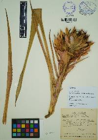 Aechmea skotakii image