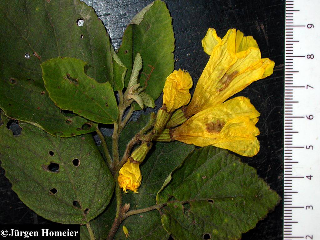 Cordia lutea image