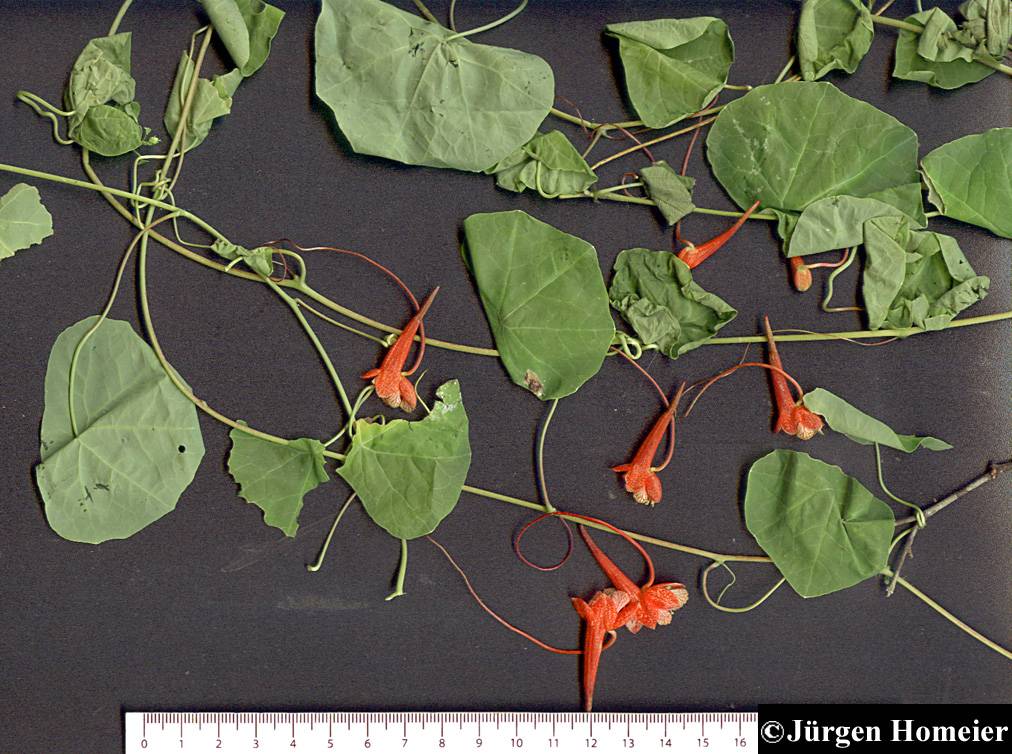 Tropaeolaceae image