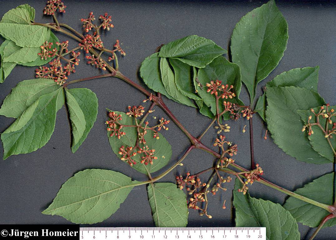 Cissus image