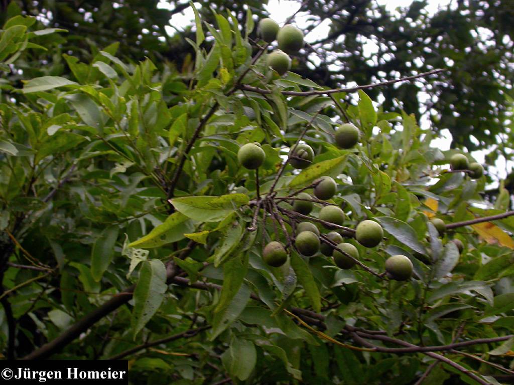 Sapindus saponaria image