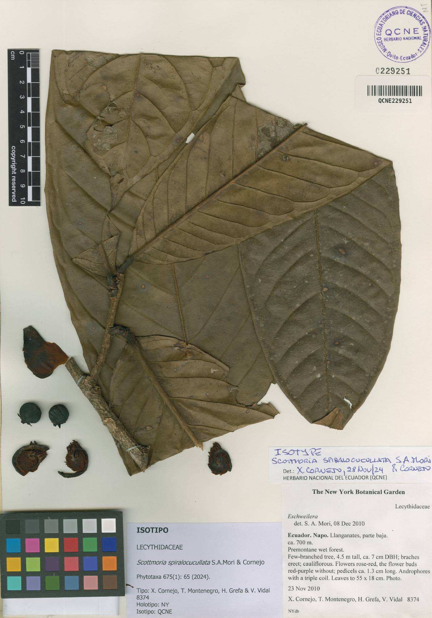 Scottmoria spiralocucullata image