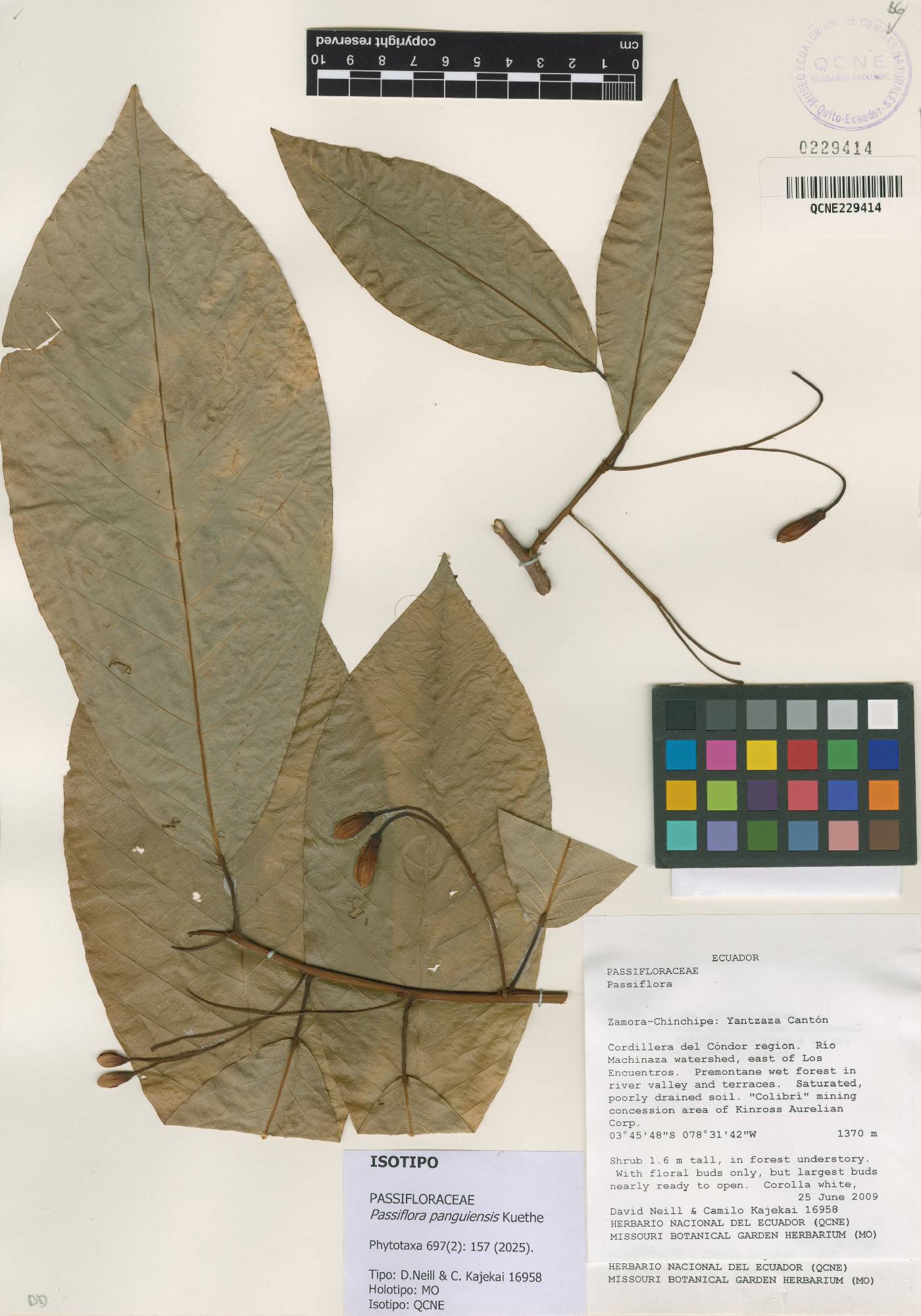 Passiflora panguiensis image