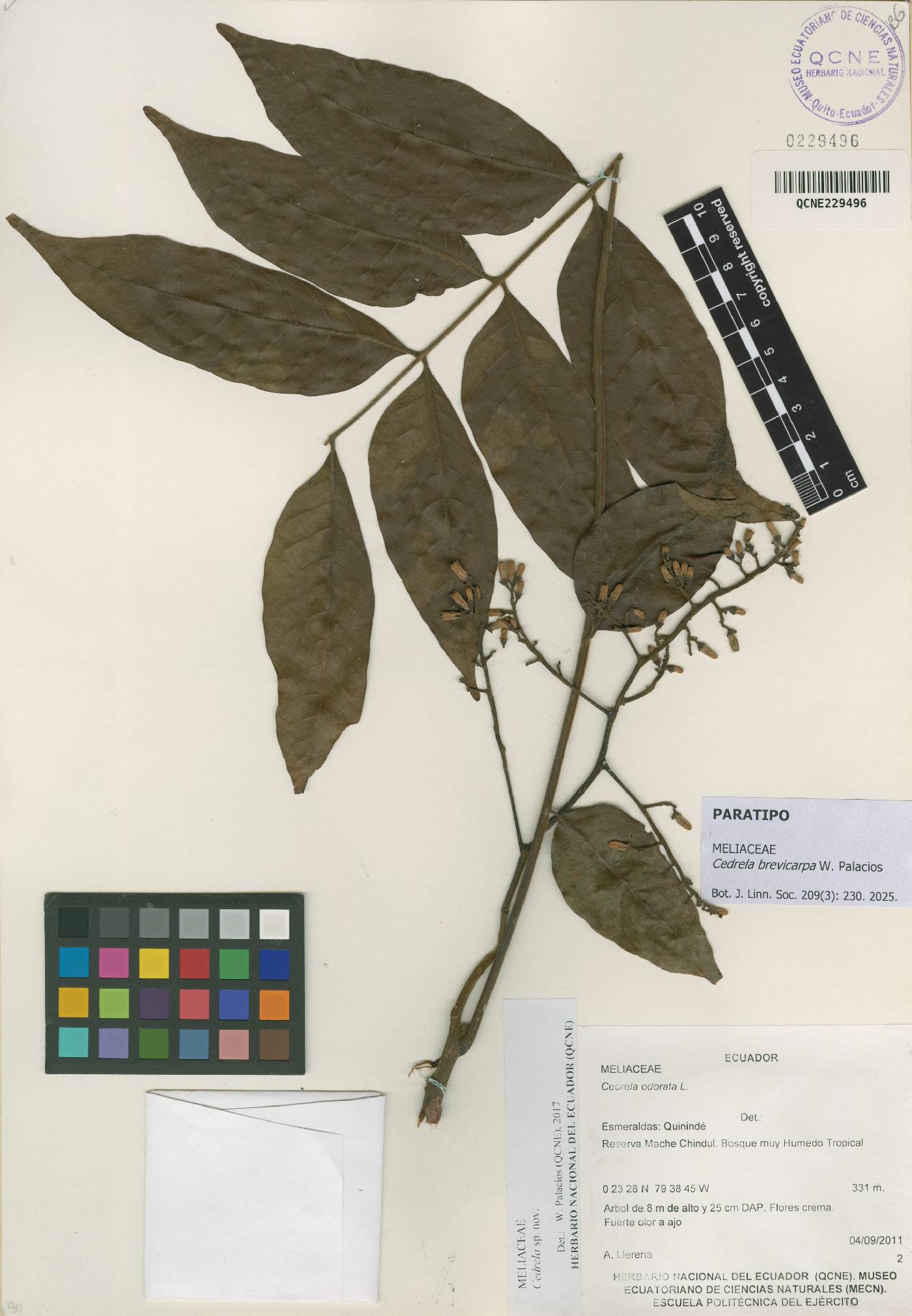 Cedrela brevicarpa image