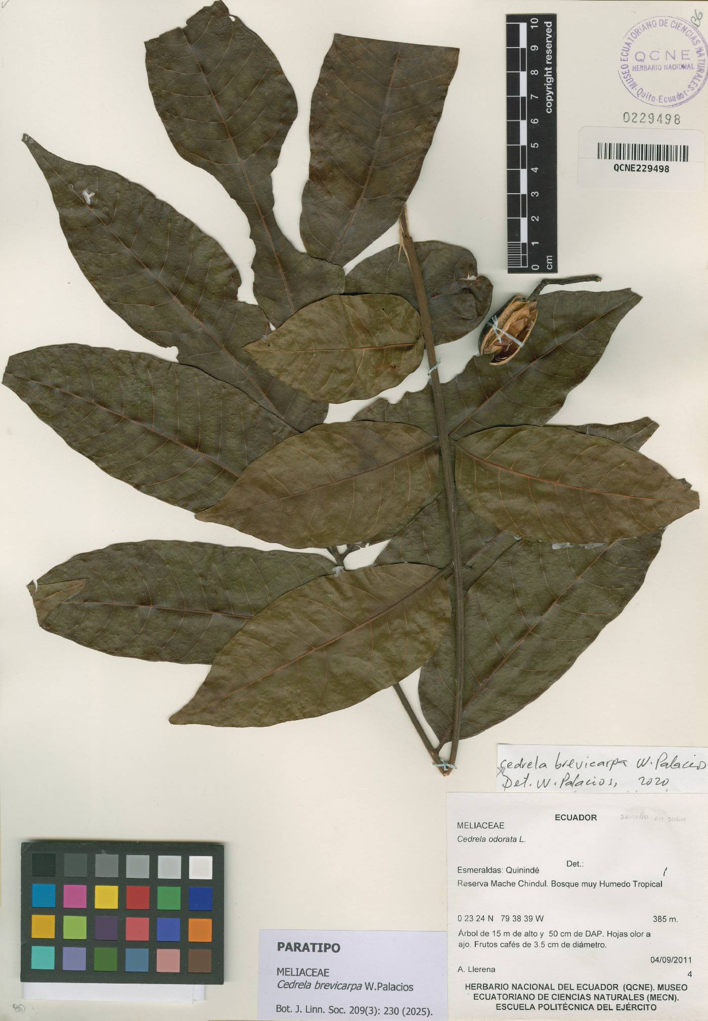 Cedrela odorata image