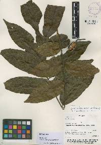 Cedrela odorata image