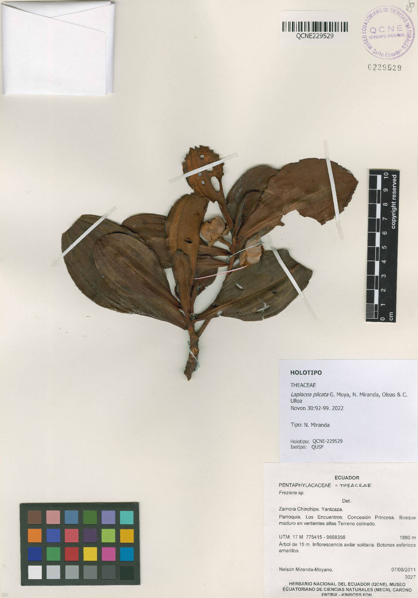 Laplacea plicata image