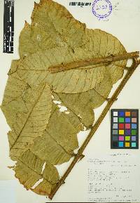 Guarea ecuadoriensis image