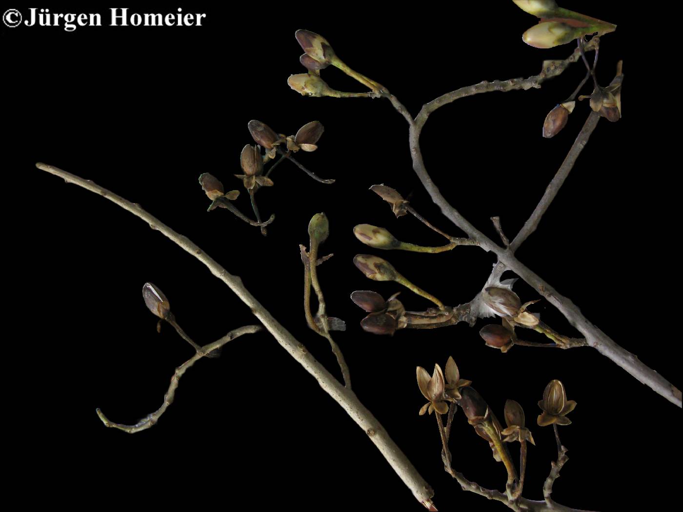 Ipomoea wolcottiana image