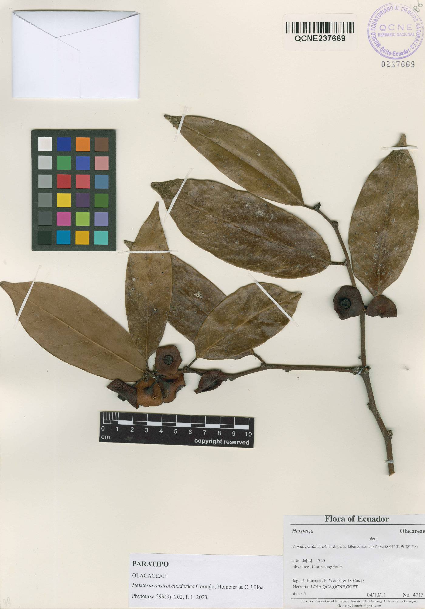Heisteria austroecuadorica image