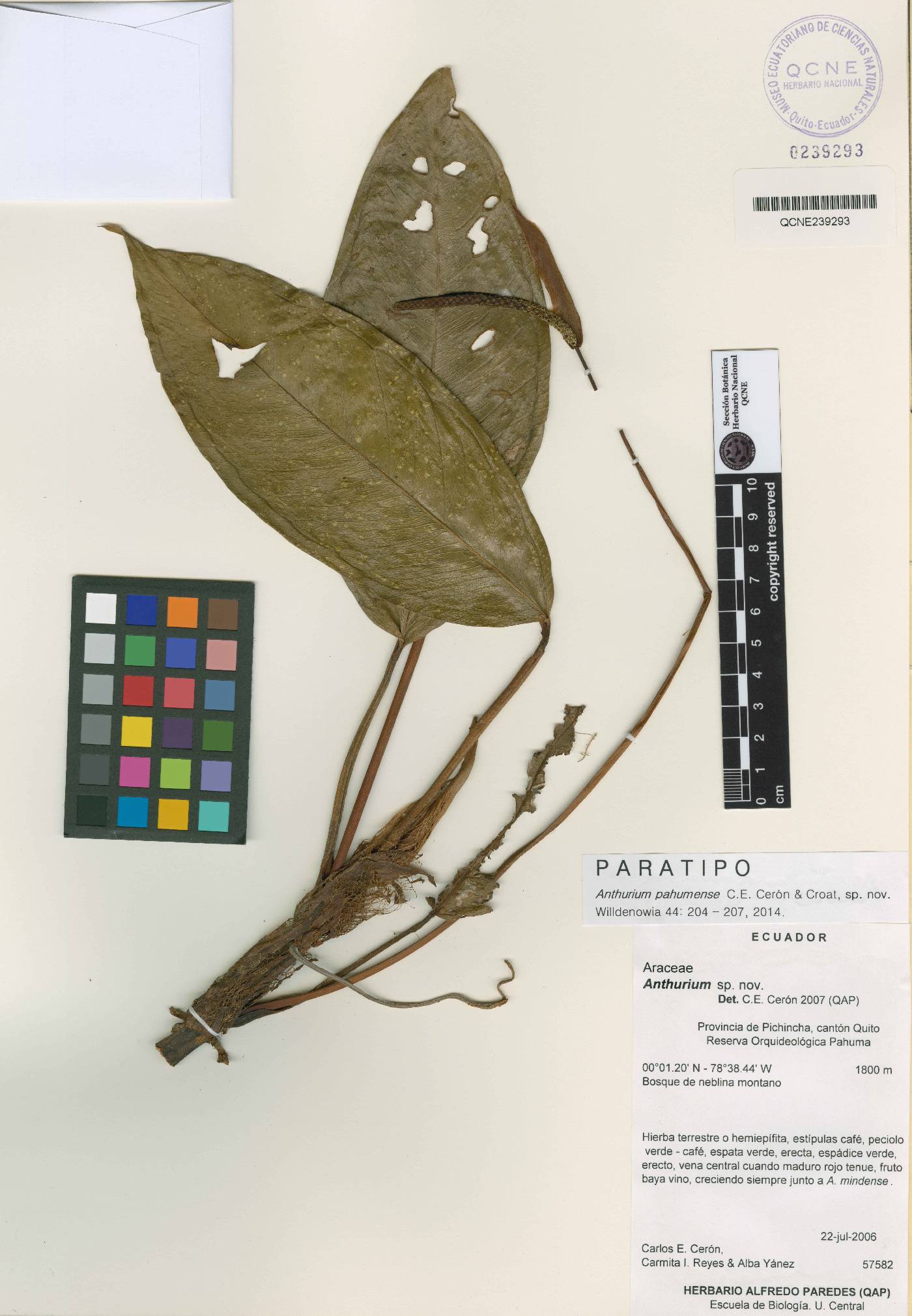 Anthurium pahumense image