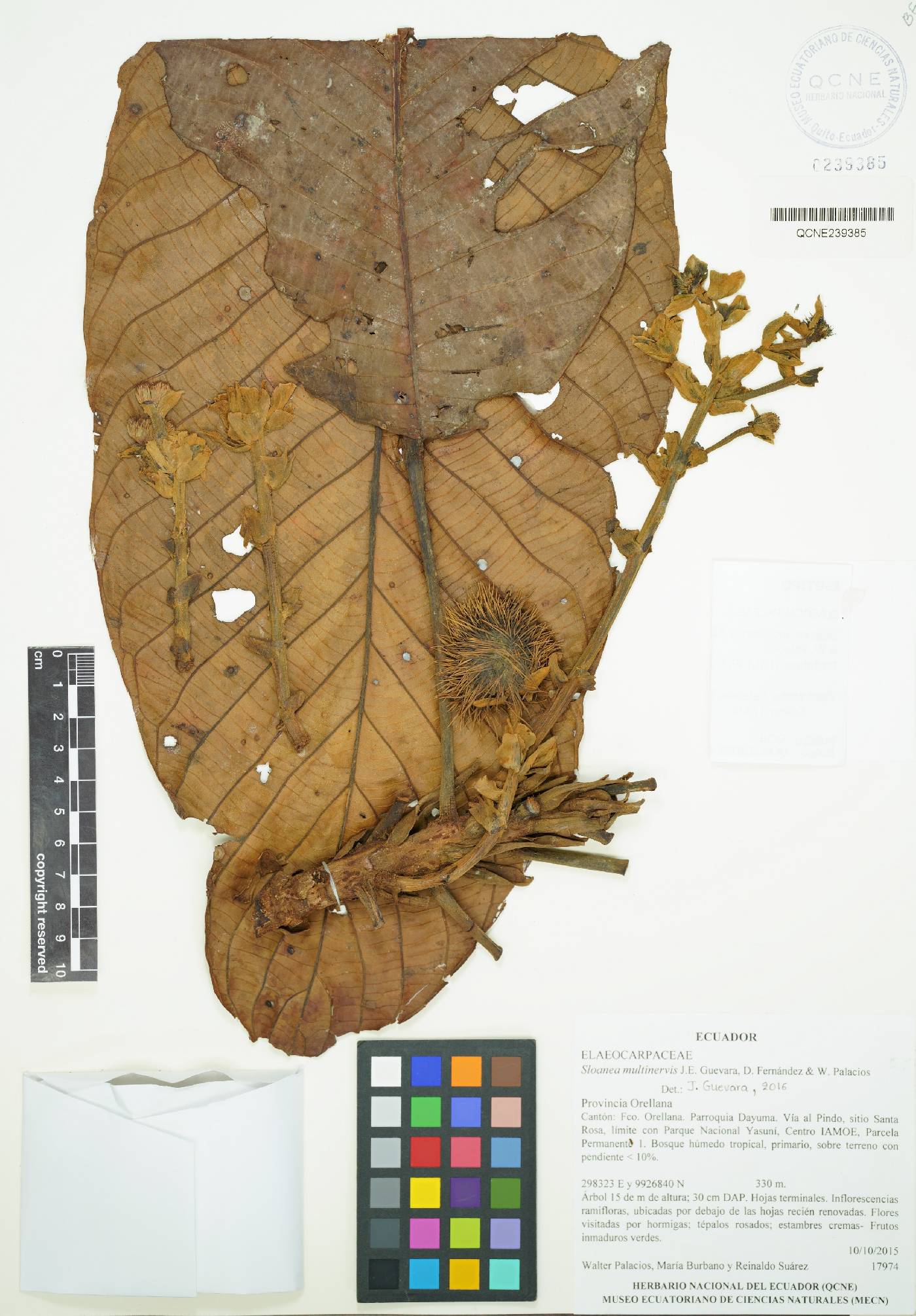 Sloanea multinervis image