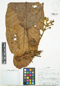 Sloanea multinervis image