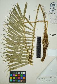 Aiphanes bicornis image