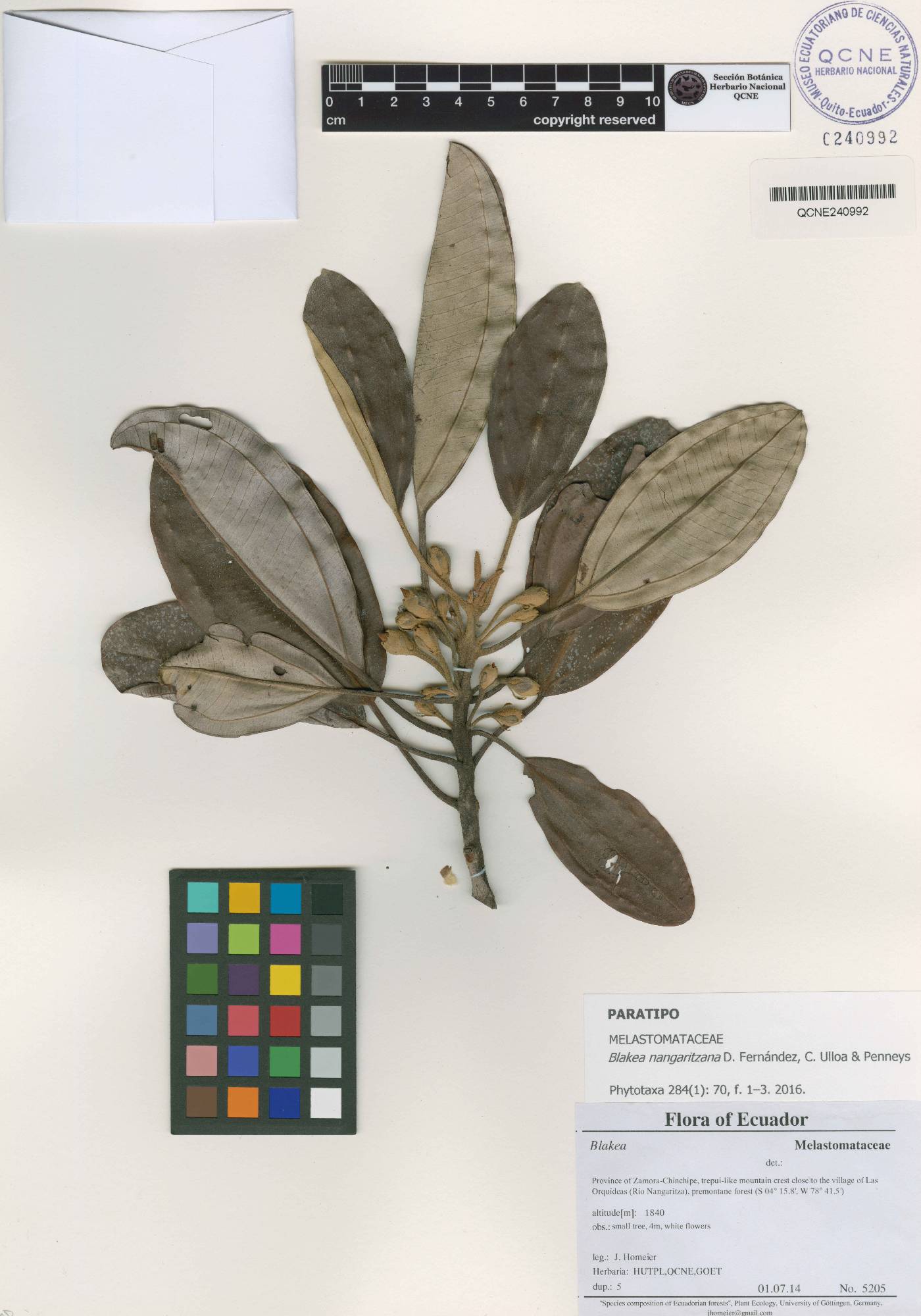 Blakea nangaritzana image