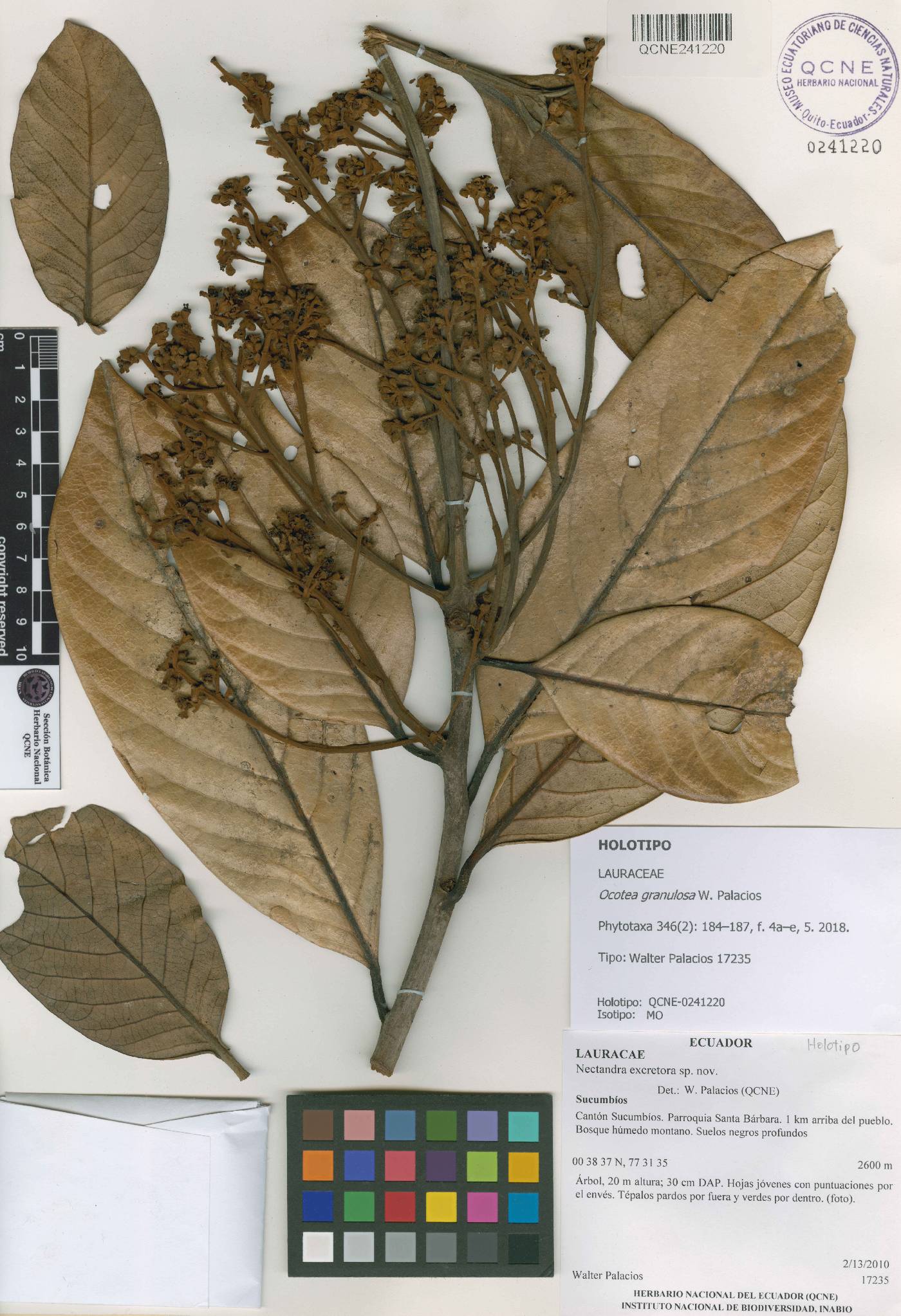 Ocotea granulosa image