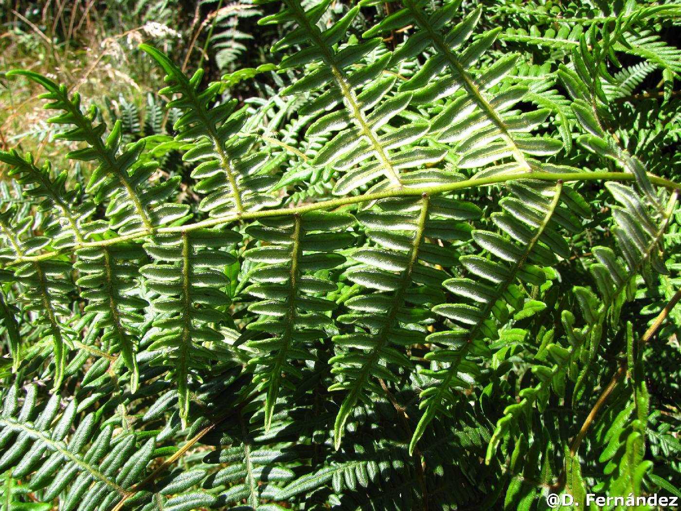 Pteridium image