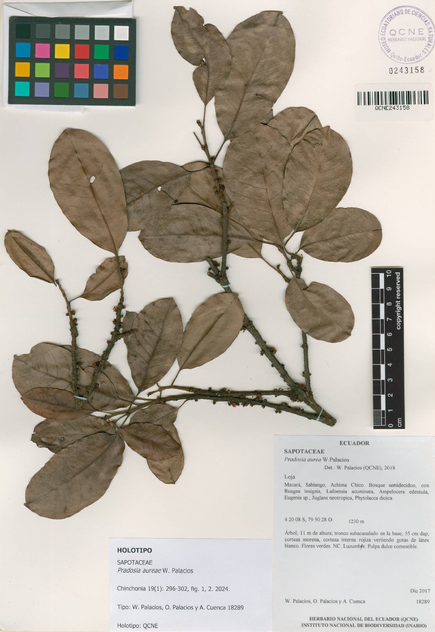 Pradosia aureae image