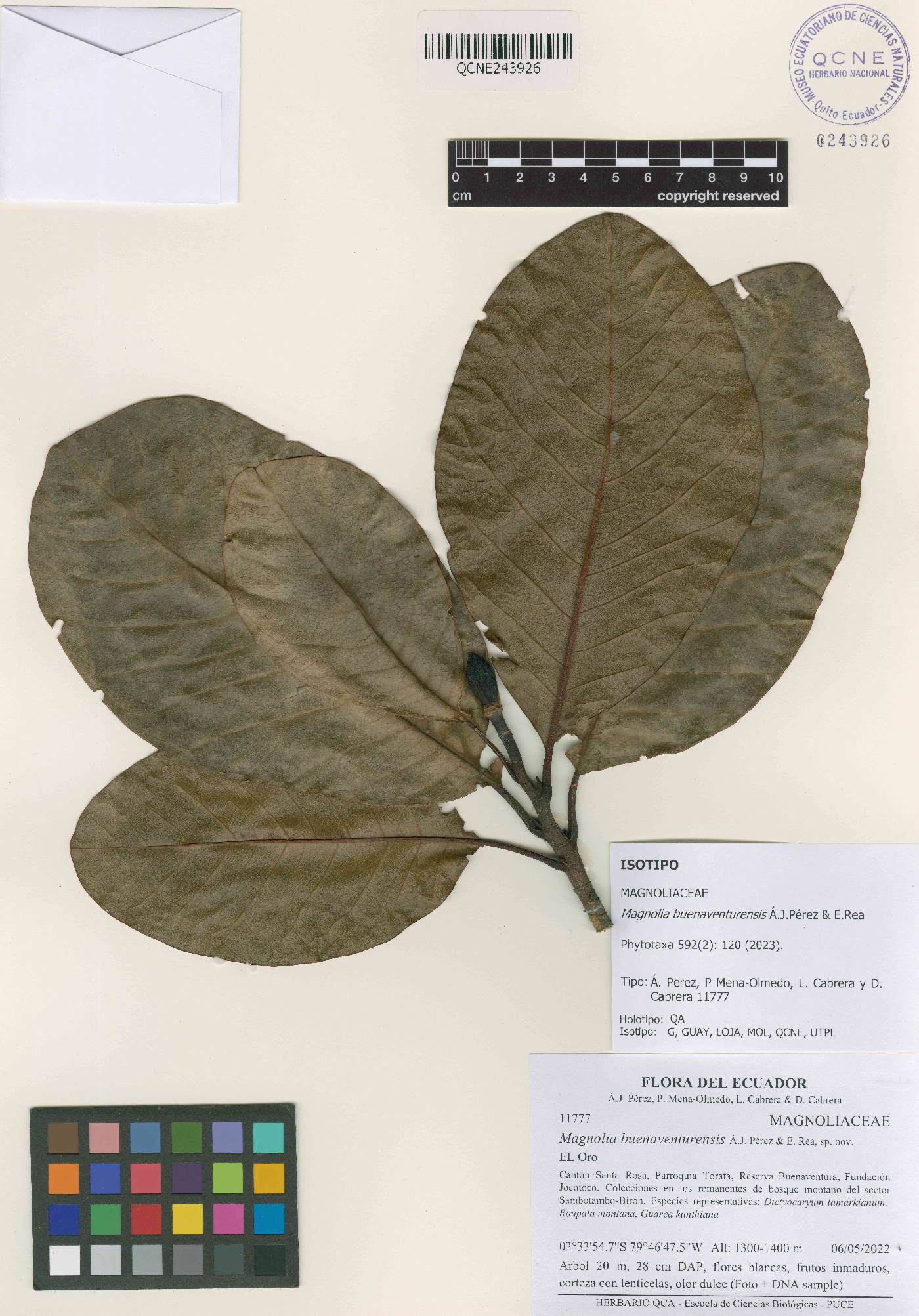 Magnolia buenaventurensis image