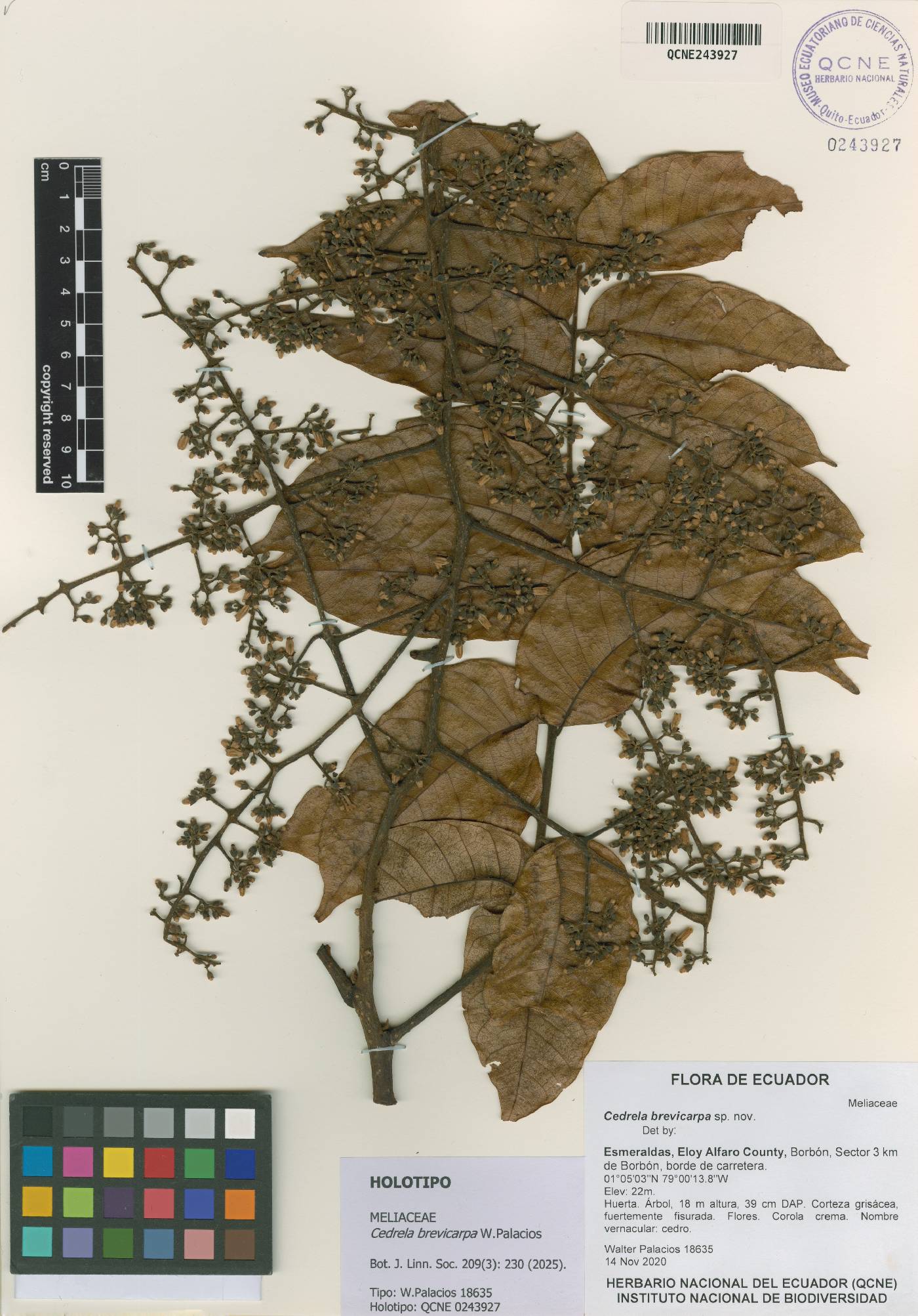 Cedrela brevicarpa image