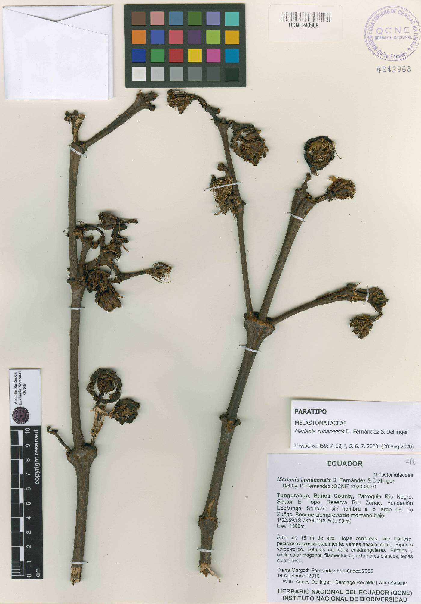 Meriania zunacensis image