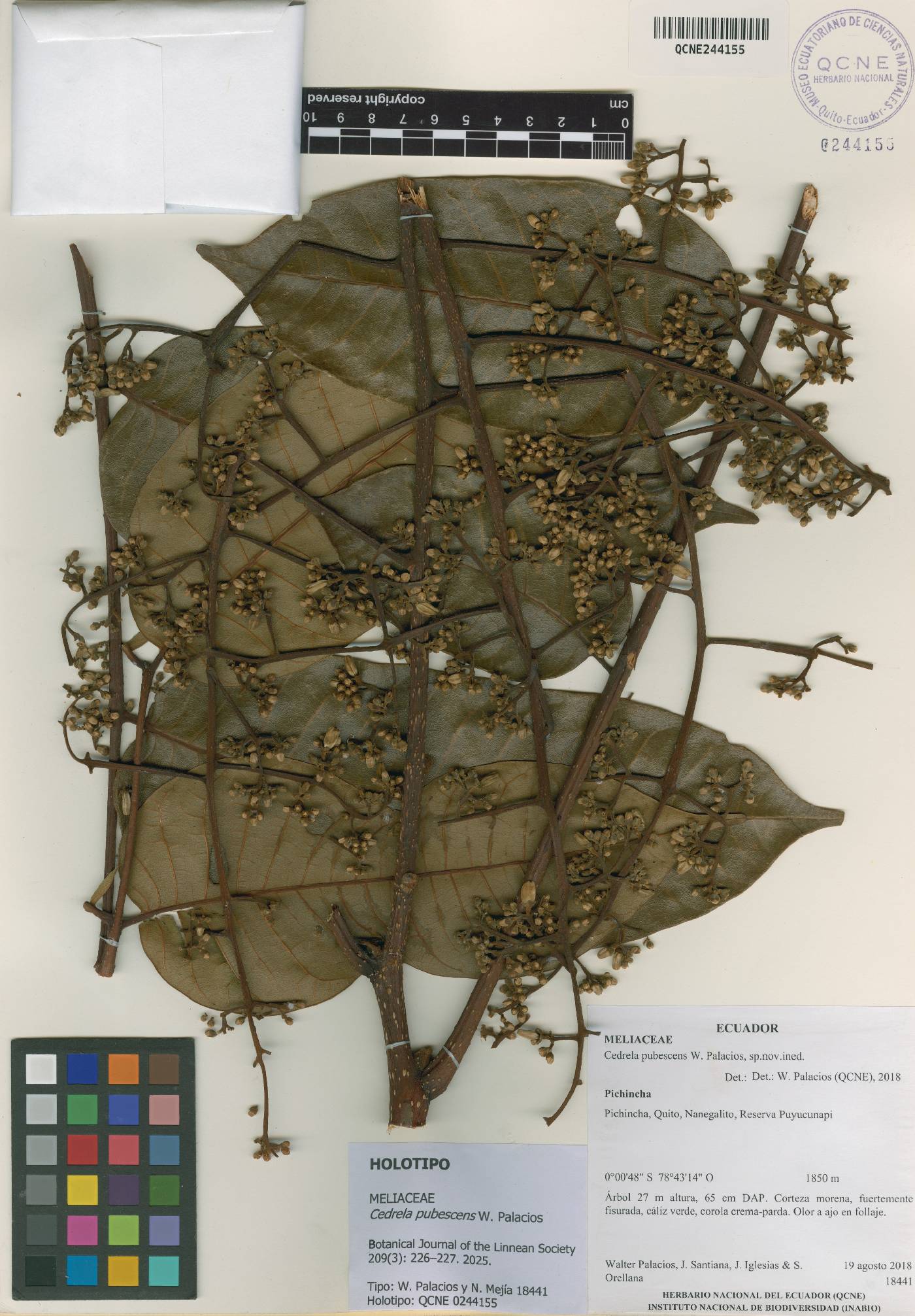 Cedrela pubescens image