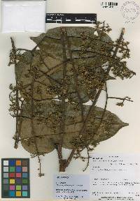 Cedrela pubescens image