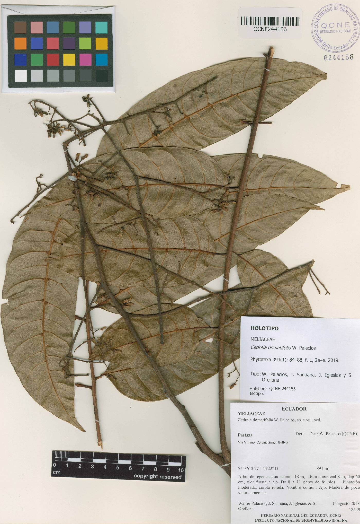 Cedrela domatifolia image