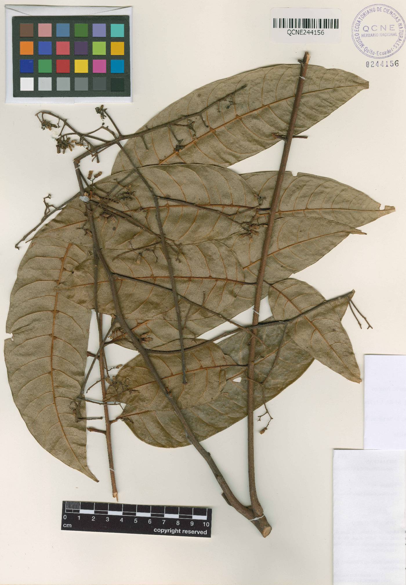 Cedrela domatifolia image