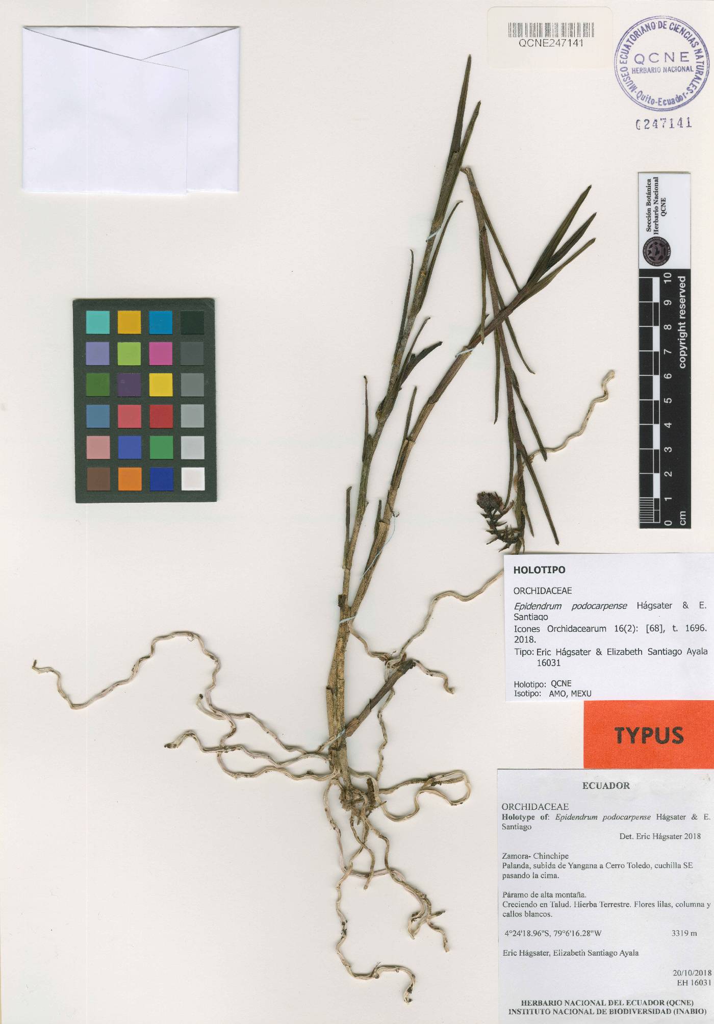 Epidendrum podocarpense image