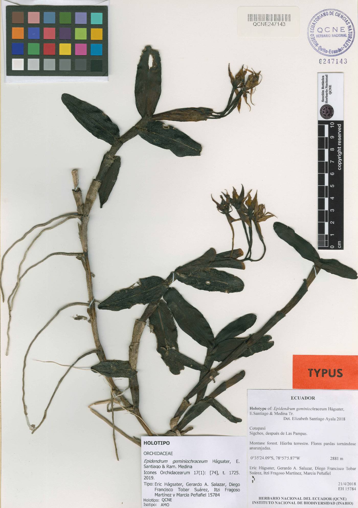 Epidendrum geminiochraceum image