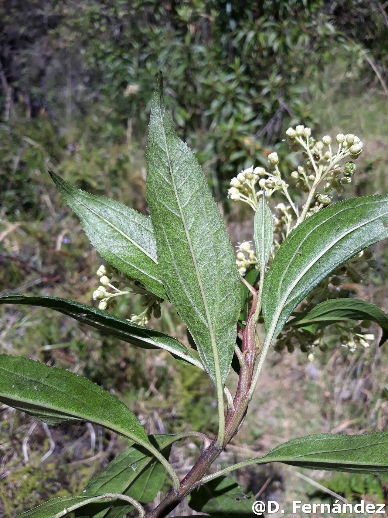 Baccharis latifolia image