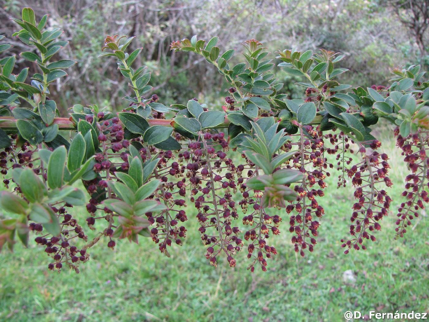 Coriaria image