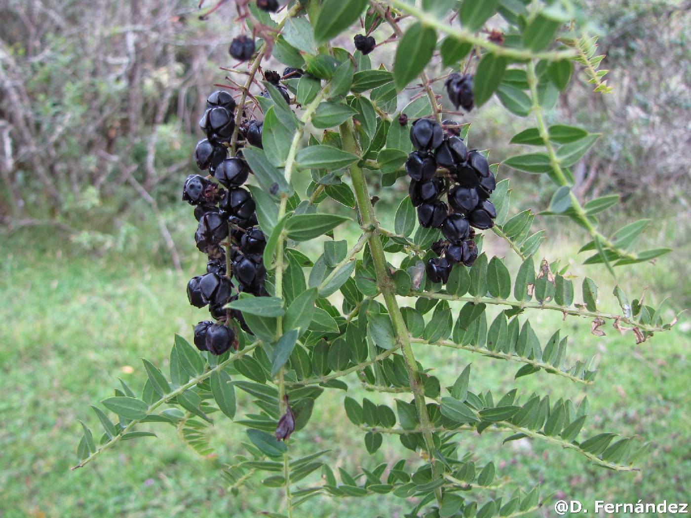 Coriaria ruscifolia image