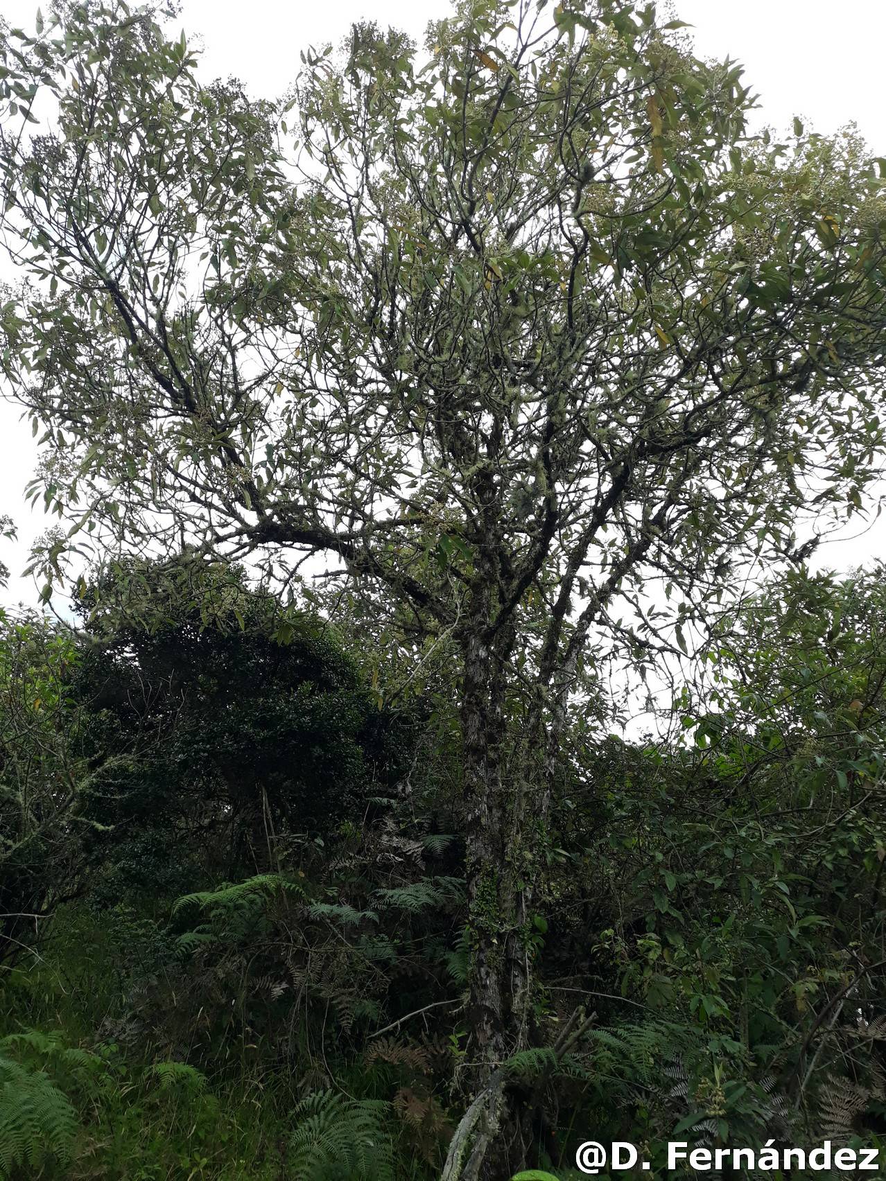 Buddleja bullata image