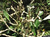 Solanum oblongifolium image