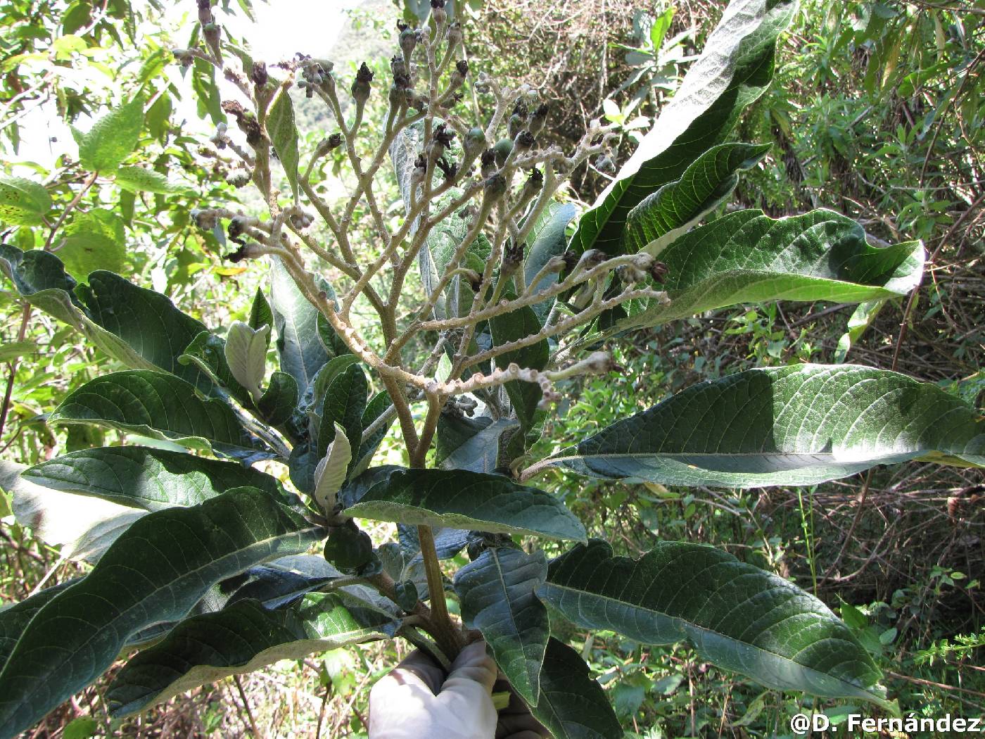 Solanum oblongifolium image