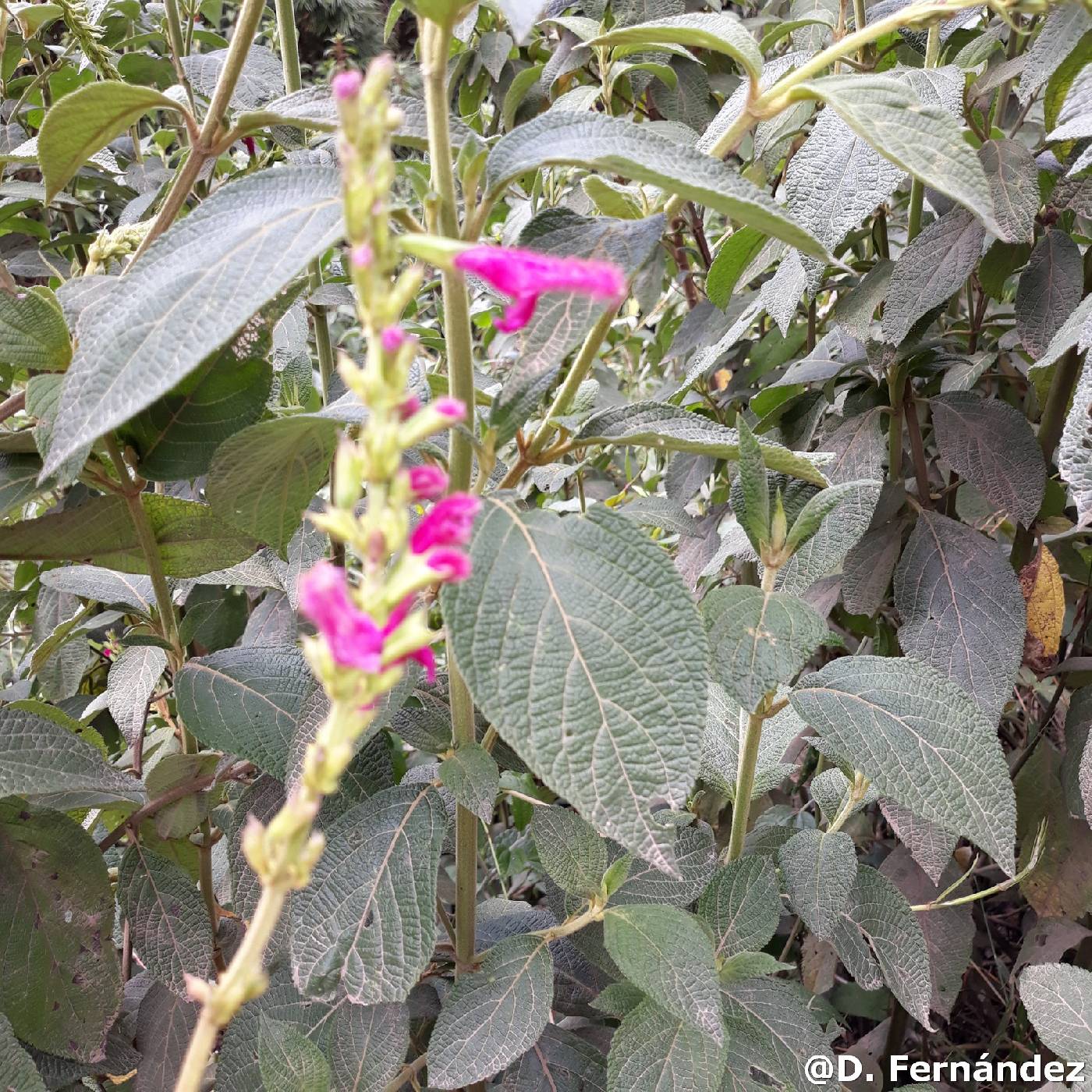 Salvia tortuosa image