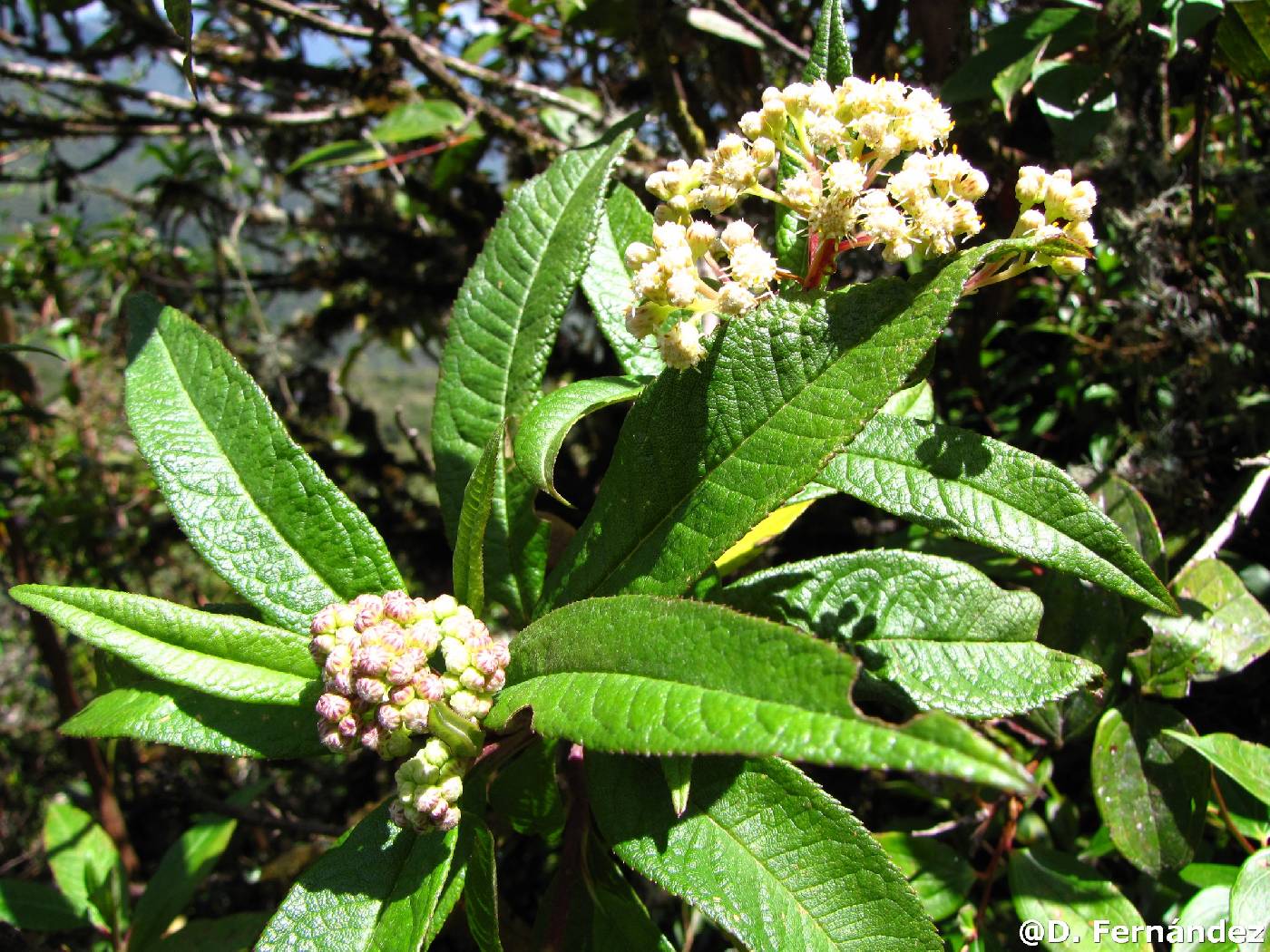 Baccharis buddlejoides image