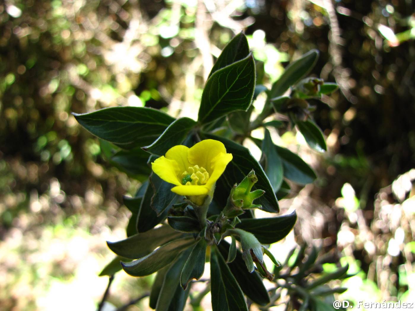 Columelliaceae image