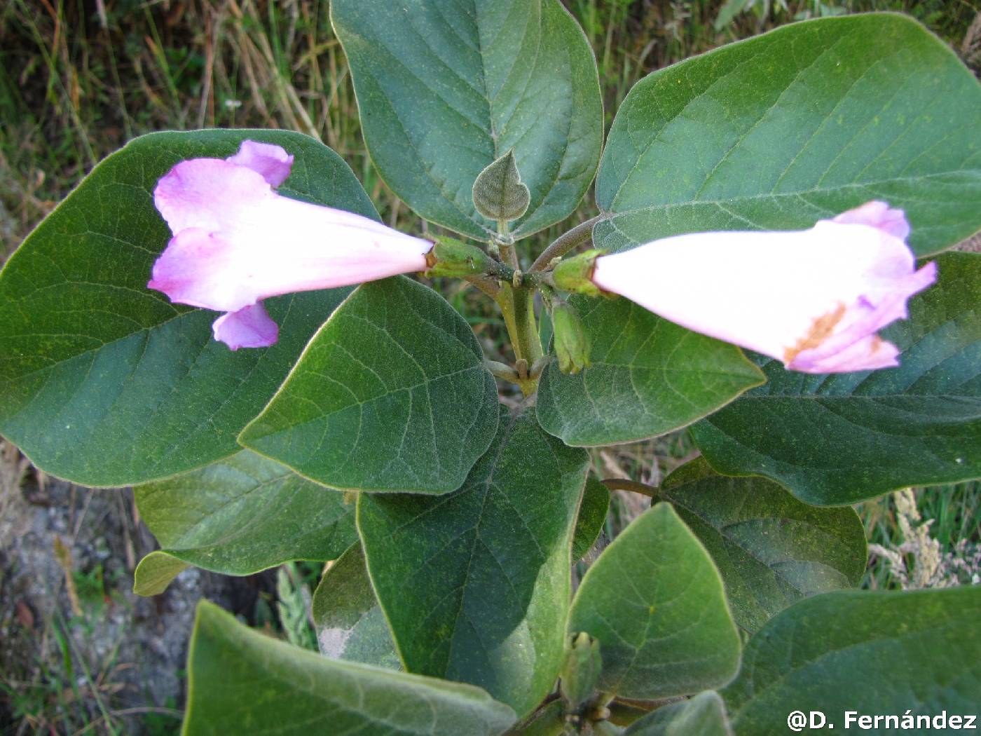 Bignoniaceae image