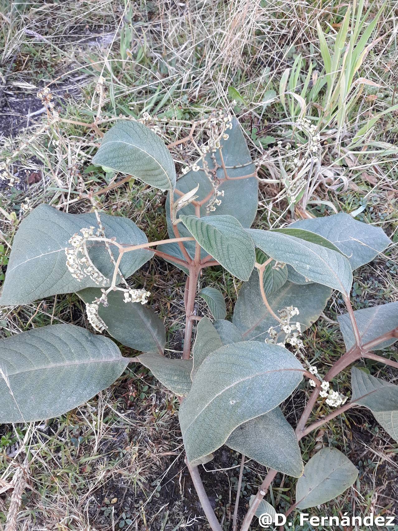 Tournefortia scabrida image