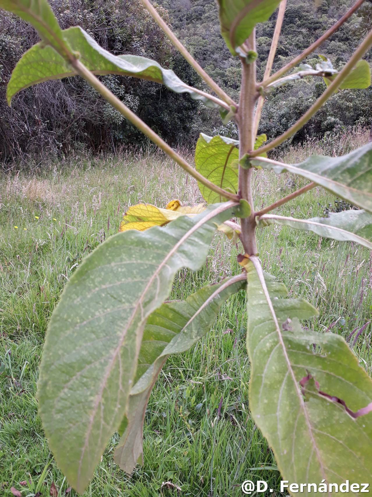 Verbesina lloensis image