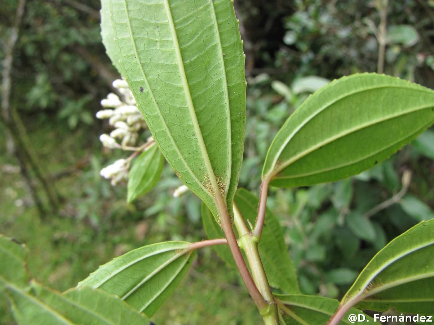 Miconia crocea image