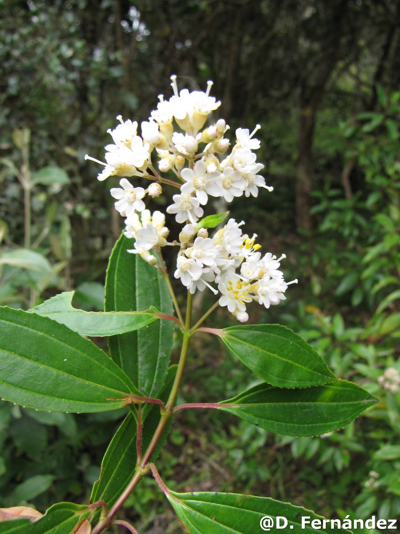 Miconia crocea image