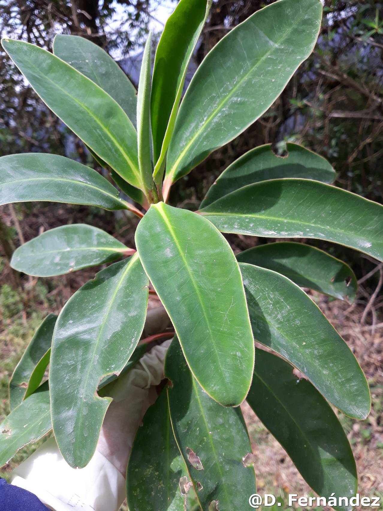 Euphorbia laurifolia image