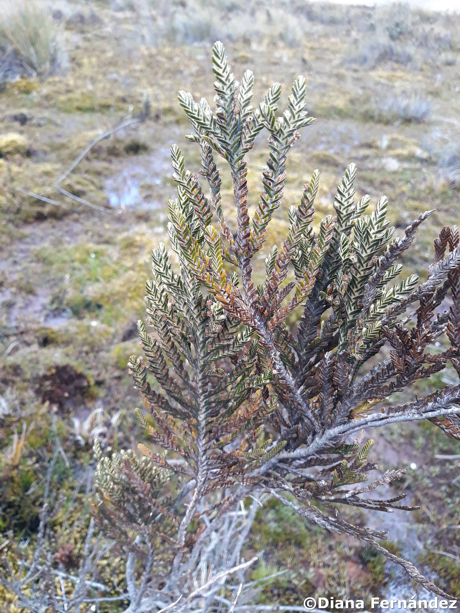 Loricaria thuyoides image