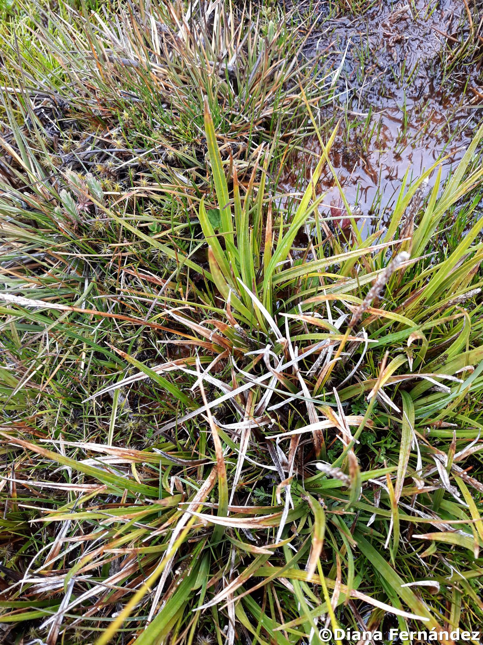 Carex bonplandii image