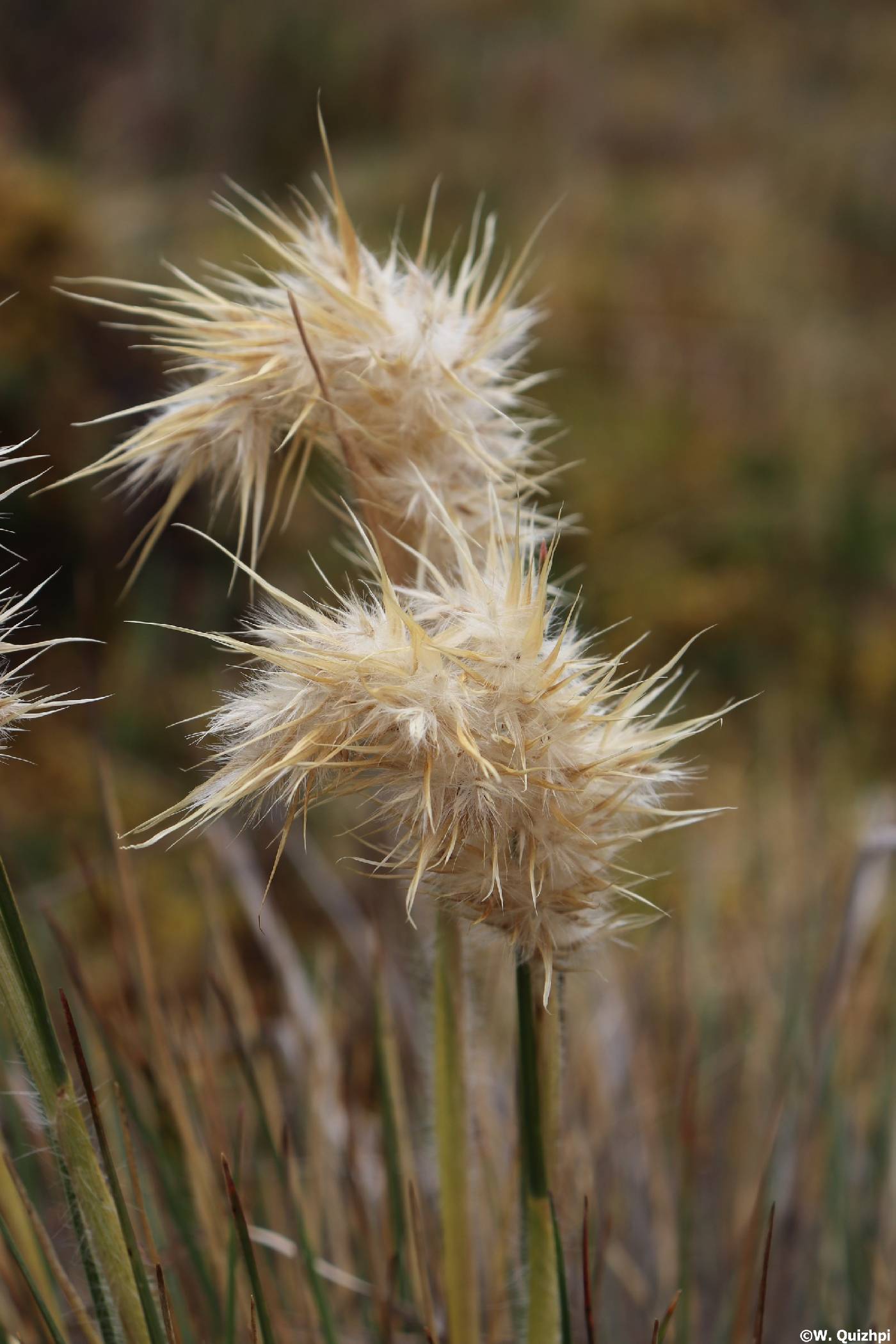 Cortaderia sericantha image